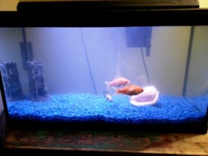 Jour 49 : un ajout aquatique