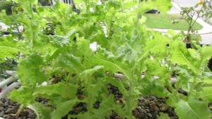 laitue aquaponie