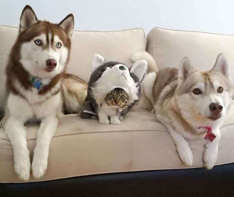 Jours 12, et Ils croient encore que je suis un husky