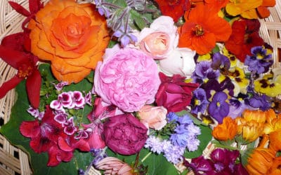 Quand les fleurs comestibles s’invitent dans nos assiettes