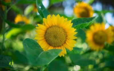 Une meilleure santé pour plus de sérénité