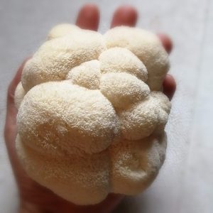 Hydne herisson – crinière de lion – Hericium Erinaceus