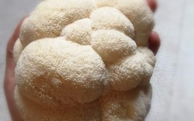 Culture de champignons 101