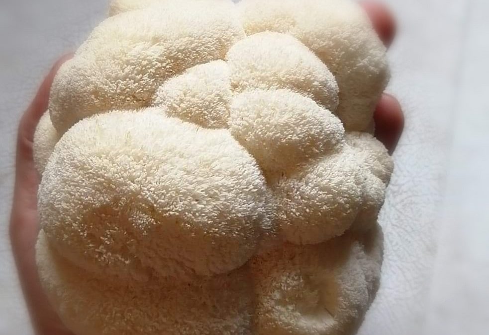 Culture de champignons 101