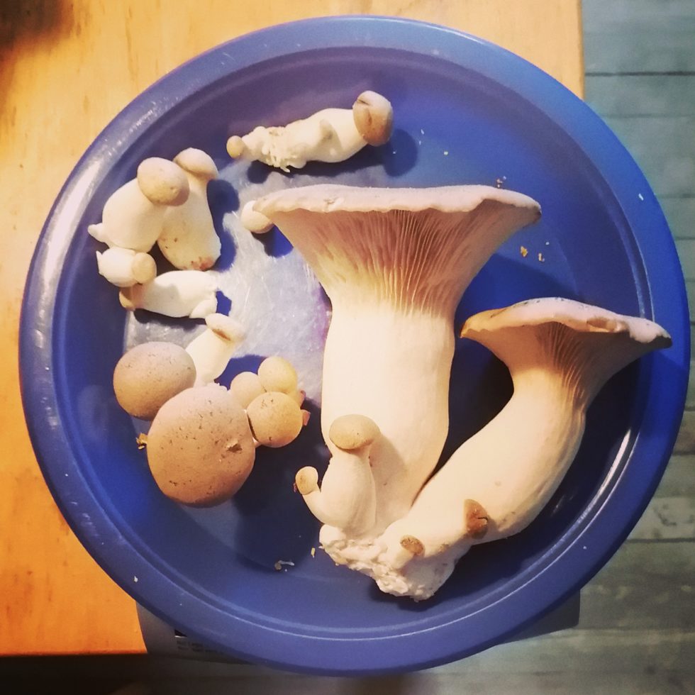 Pleurote érigé (King oyster)