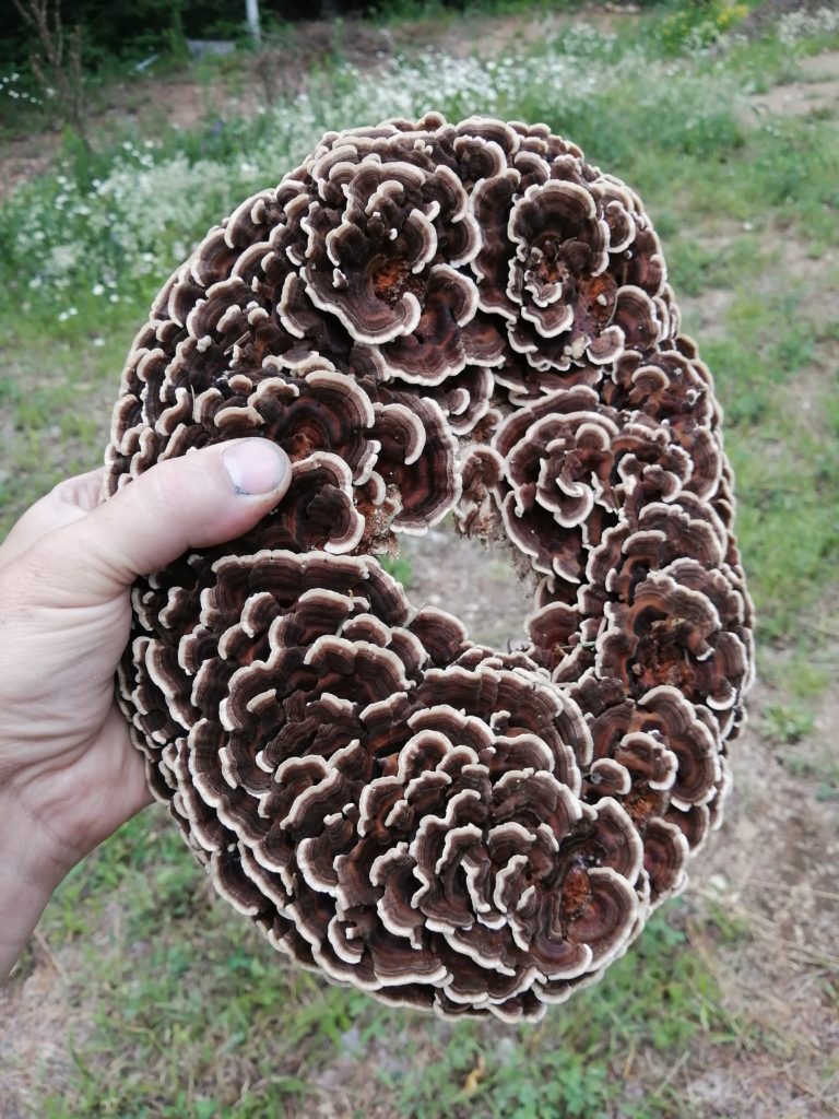 Trametes versicolore