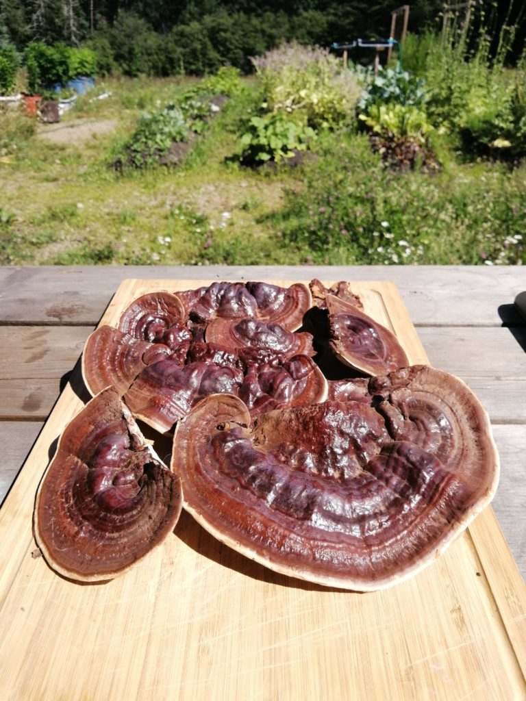 Reishi (ganoderma Lucidum)